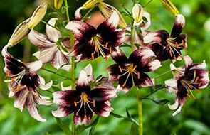 Bi-Color Lilies