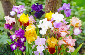 Iris Germanica (Iris Barbudo)