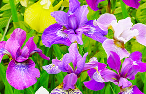 Iris Siberica (Siberian)