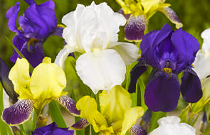 Iris perenne