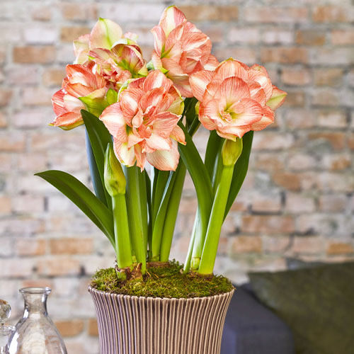 Amaryllis (Hippeastrum) Beautiful Emotion Order online in EU directly ...