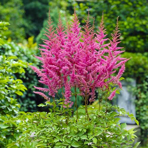 Astilbe (arendsii) Amerika for Sale online in EU directly from Holland ...