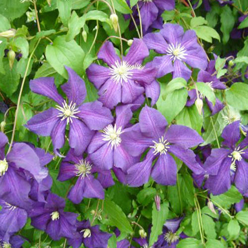 Clematis Aotearoa (Viticella Group) Order online in EU directly from ...