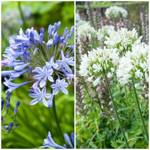 Agapanthus Blue and White Combo