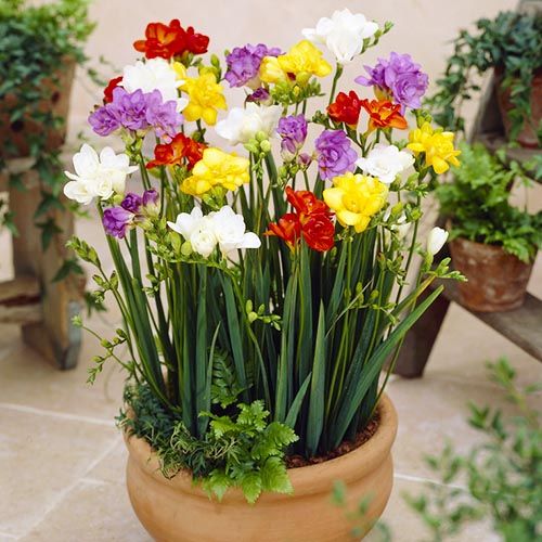 Freesia Double Mixture