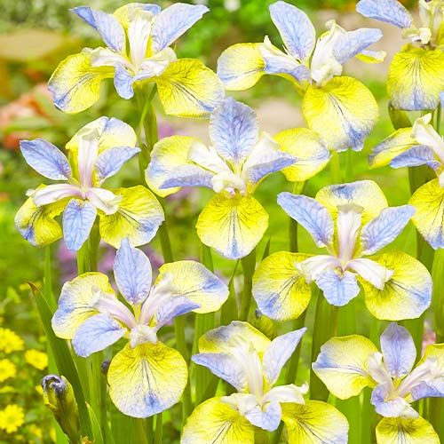 Iris Siberica (Siberian) Tipped in Blue