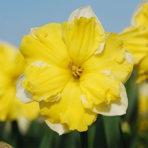 Narcissus (Daffodil) Belcanto