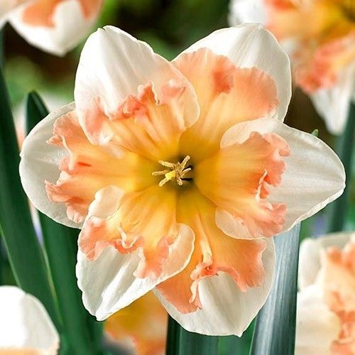 Narcissus (Daffodil) Edinburgh