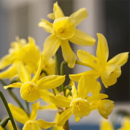 Narcissus (Daffodil) Hawera