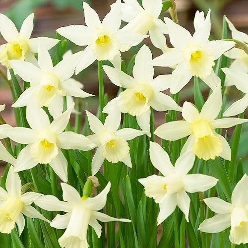 Narcissus (Daffodil) Elka