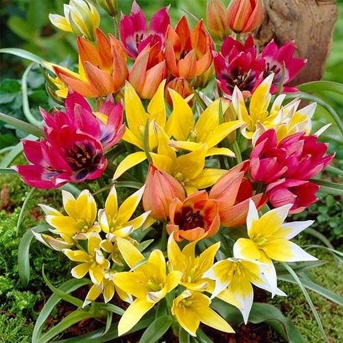Tulip Botanical Mix