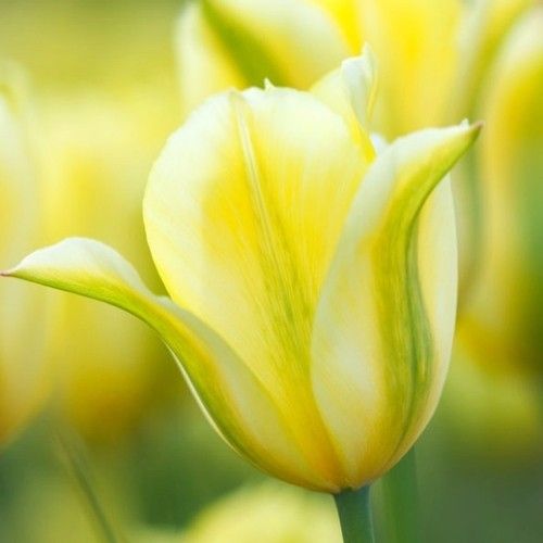 Tulip Formosa