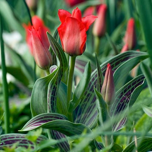 Tulip Double Red Riding Hood