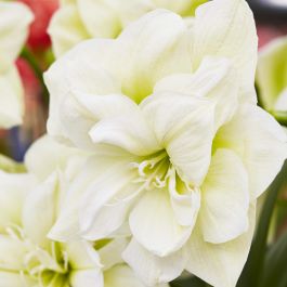 Amarilis de doble floración en venta - Mejores precios 