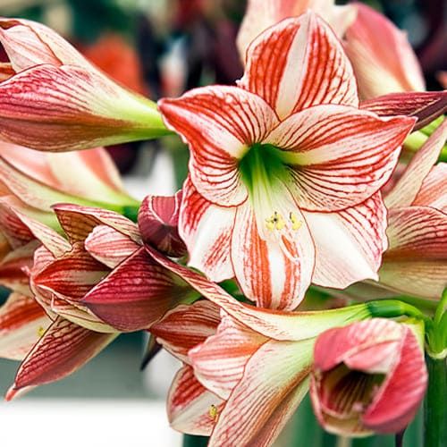 Amaryllis (Hippeastrum) Ambiance ? for Sale online in EU directly from  Holland in 2022