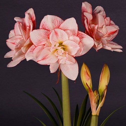 Exotic Amaryllis for Sale - Best Prices | Florium.com