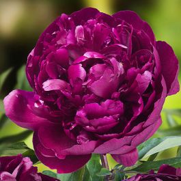 Peony Plants for Sale - Best Prices 