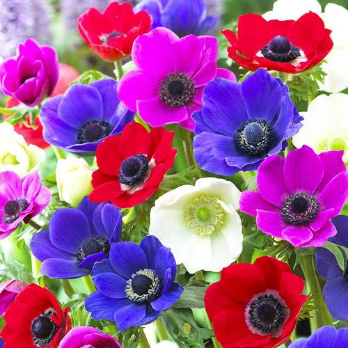 Anemone De Caen Mix