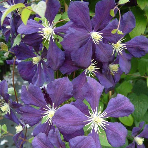 Clematis Blue Belle (Viticella Group)