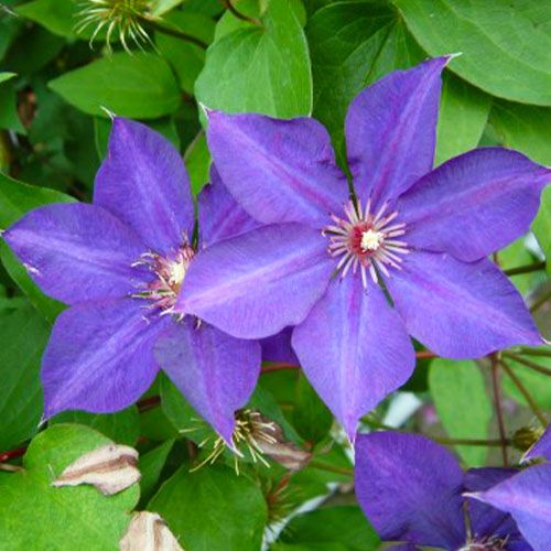 Clematis Guiding Star (Patens Group)