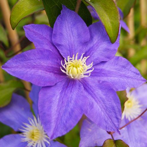 Clematis H.F. Young (Patens Group)