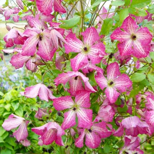 Clematis I AM HAPPY (Viticella Group)
