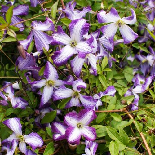 Clematis I AM LADY J (Viticella Group)