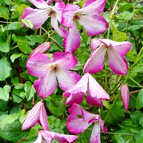 Clematis I AM LADY Q (Viticella Group)