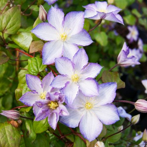 Clematis LUCKY CHARM (Jackmanii Group)