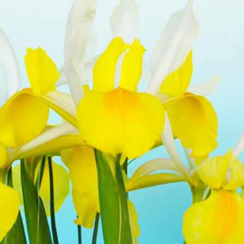 Iris hollandica Montecito