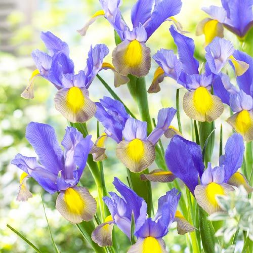 Iris hollandica Mystic Beauty