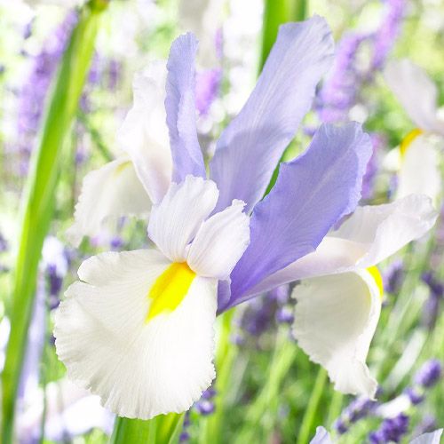 Iris hollandica Silvery Beauty
