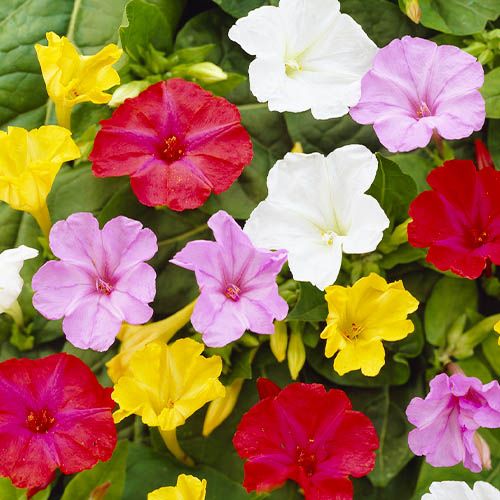 Mirabilis Jalapa