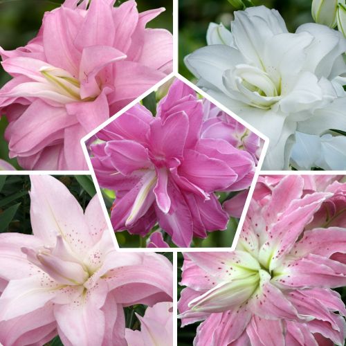 Double Oriental Lotus Lily Bulbs