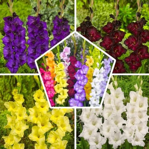 Gladiolus Collection