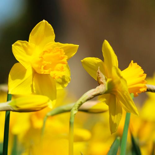 Narcissus (Daffodil) Сalifornia