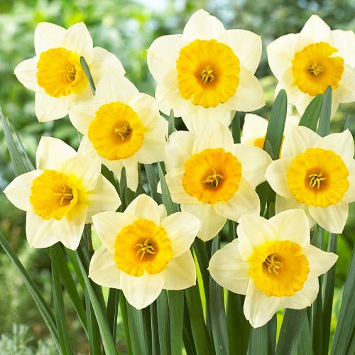 Narcissus (Daffodil) Big Gun