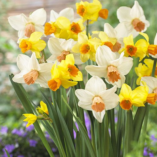 Narcissus (Daffodil) Botanical Mix