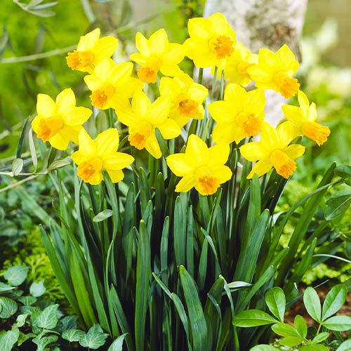 Narcissus (Daffodil) Jetfire