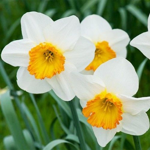 Narcissus (Daffodil) Early Bride