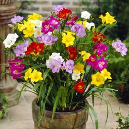 - Color: 1 200 Pcs Freesia Bonsai Garden Freesia Bulbs Flower Bonsai Flower Flowers Orchid Freesia Rhizome Bulbous Flowers Mix Colors 