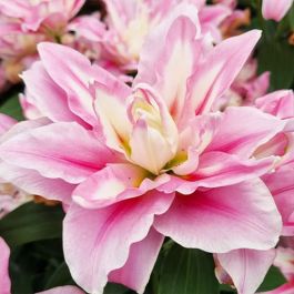 Lily (Lilium) Dreamline for Sale online in EU directly from Holland in 2022