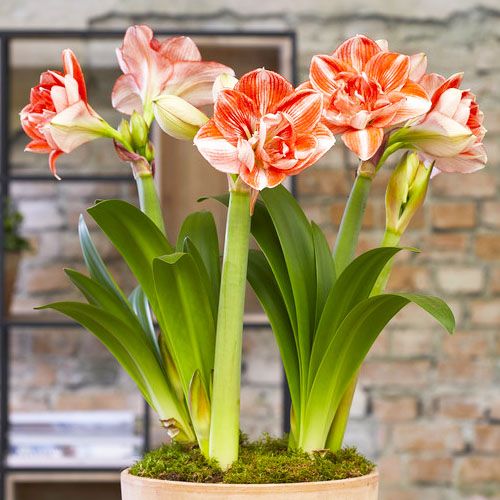 Amaryllis (Hippeastrum) Double Shine ? Venta online en España directamente  desde los Países Bajos en 2022