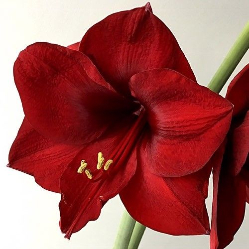 Amaryllis/Hippeastrum Mandella ? Venta online en España directamente desde  los Países Bajos en 2022