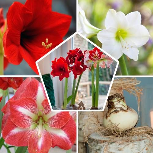 Amaryllis (Hippeastrum) Single Collection ? Pedir online en España  directamente desde los Países Bajos en 2022