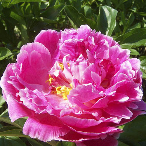 Peony Auguste Dessert (Herbaceous) for Sale online in EU directly from ...