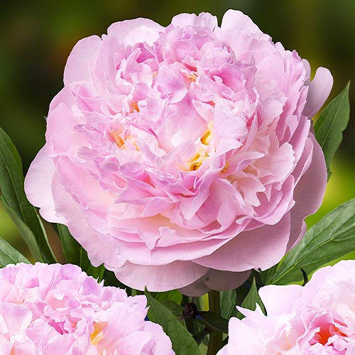 Peony Blush Queen (Herbaceous) for Sale online in EU directly from ...