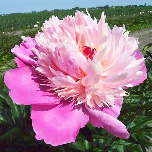 Peony Madame Furtado (Herbaceous) Order online in EU directly from ...