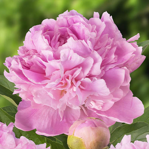 Peony Mary Brand (herbaceous) Order Online In Eu Directly From Holland 