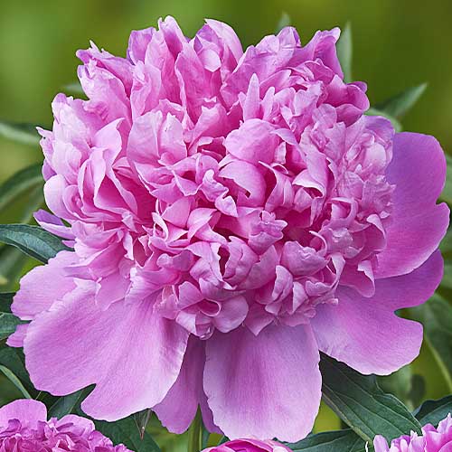 Peony Mons. Jules Elie (Herbaceous) Order online in EU directly from ...